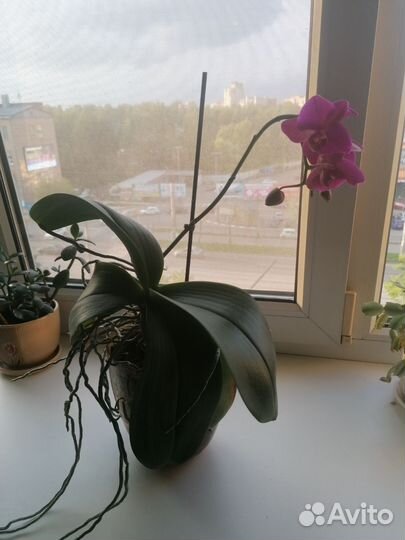 Орхидея