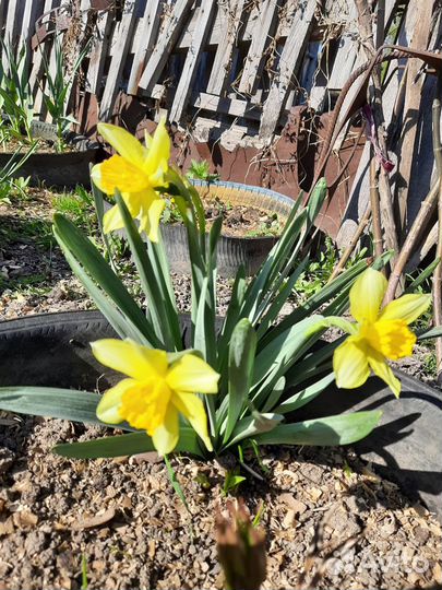 Цветы для сада