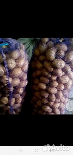 Продам картофель и лук