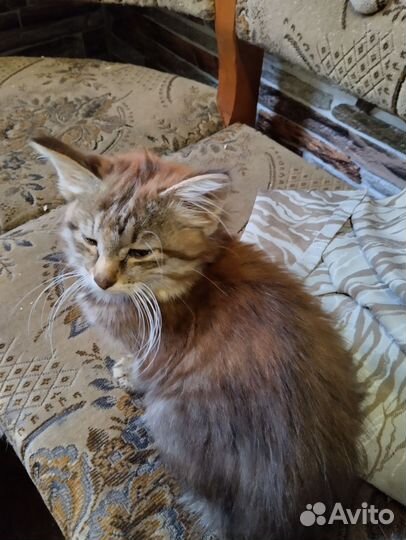 Сибирские котята