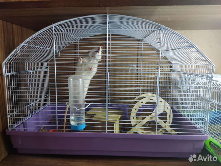 Крыса с клеткой