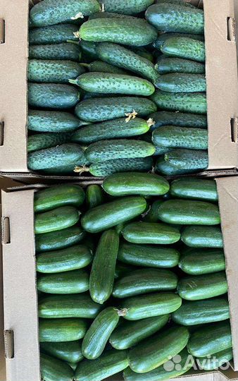 Огурцы свежие оптом