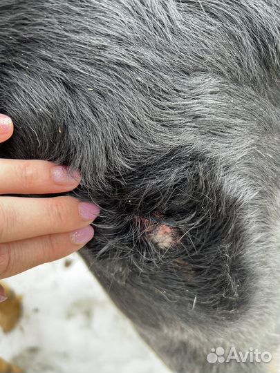 Помогите обработать собаку