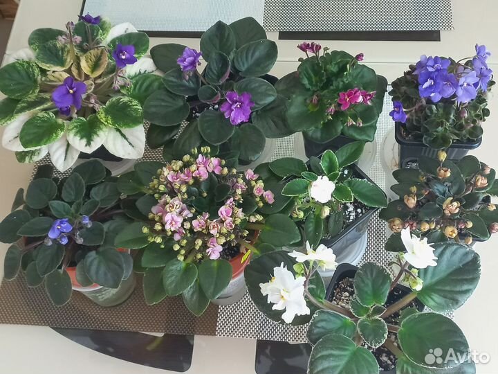 Мини фиалки