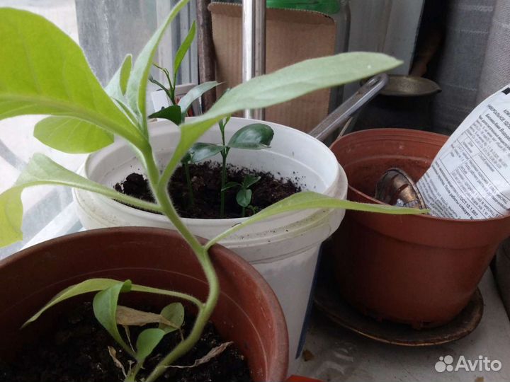 Рассада табака