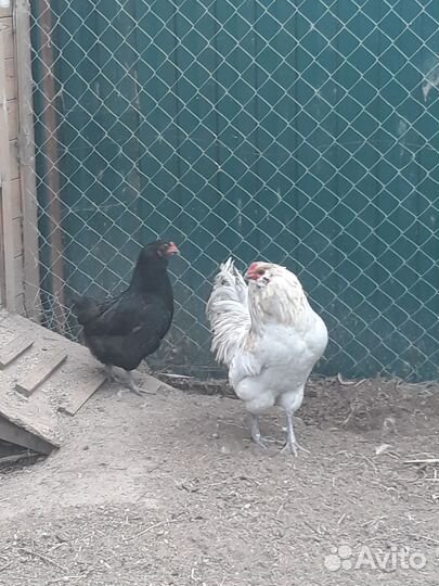 Амераукана