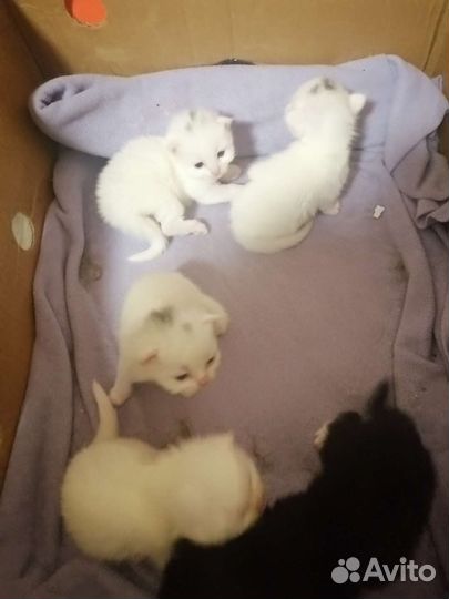 Котята
