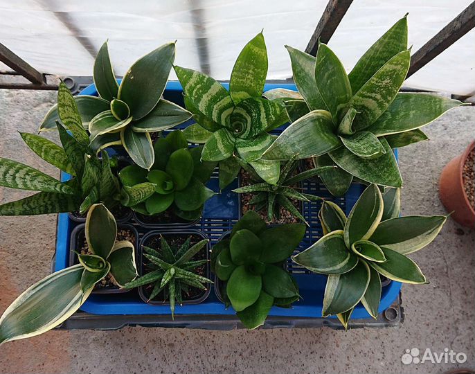 Сансевиерия