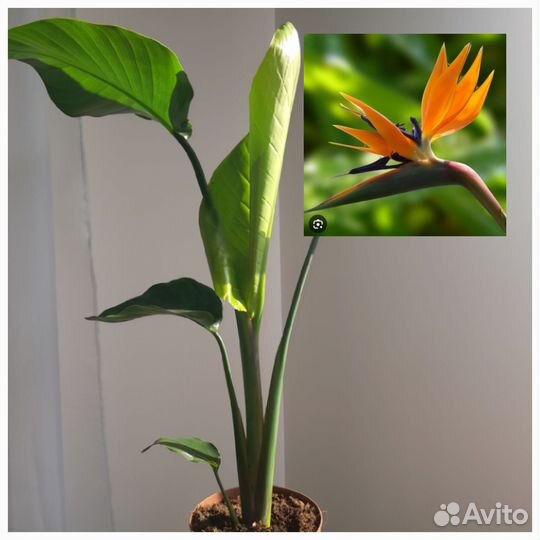 Стрелиция николая