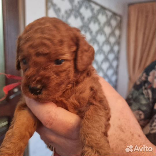 Щенки той пуделя