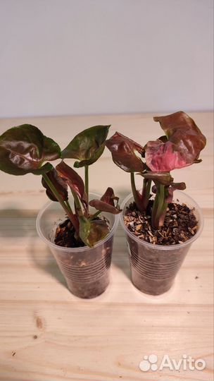 Сингониумы