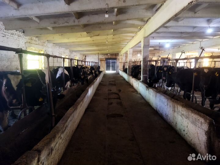 Бычки,телки,телята