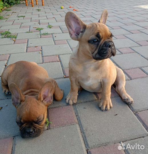 Два карапуза