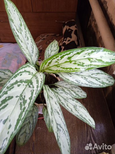 Диффенбахия