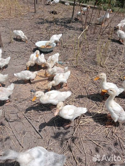 Утки,куры,гуси