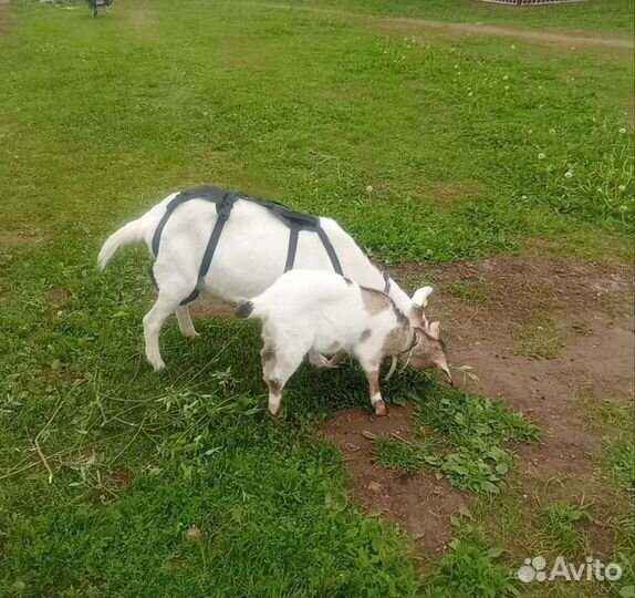 Лифчик для козы