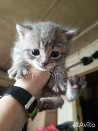 Отдам бесплатно