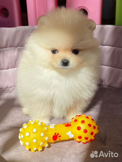 Померанский шпиц тип мишка мини