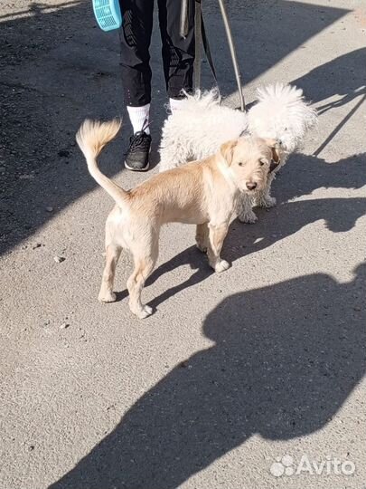 Найдена собака