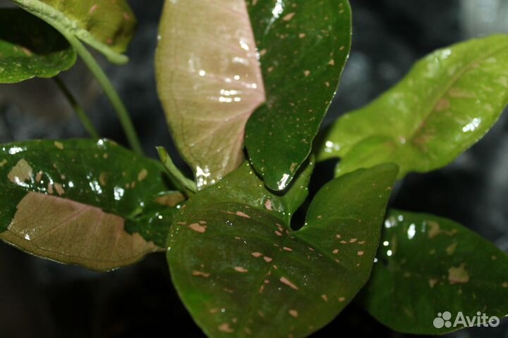 Комнатные цветы.Филодендроны.сингониумы