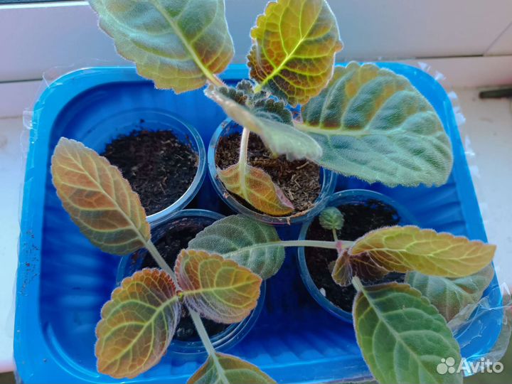 Глоксинии махровая сиреневая