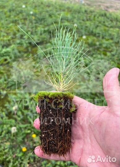 Предзаказ Горная сосна Мугус зкс сеянцы