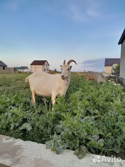 Коза дойная