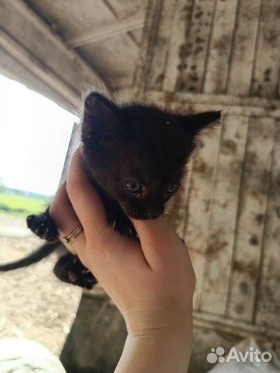 Отдам котенка в добрые руки