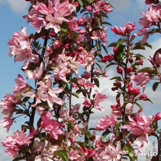 Яблоня Ред Обелиск