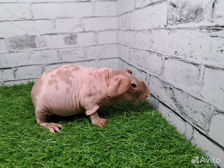 Скинни далматин