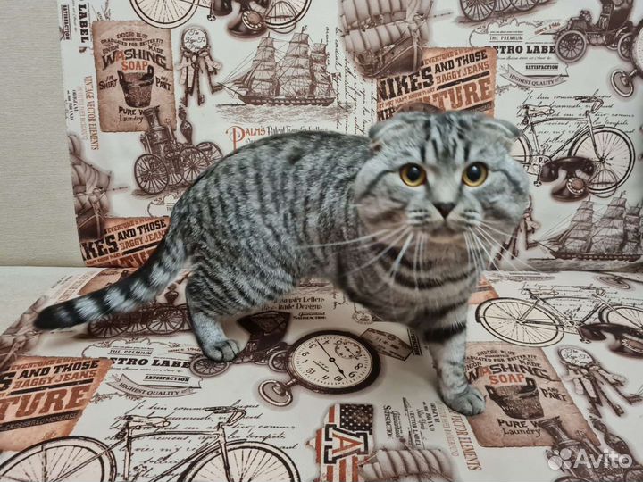Случка кошки