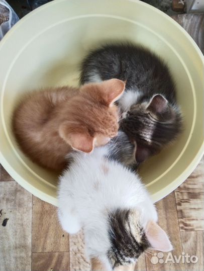Котята в добрые руки 1 месяц