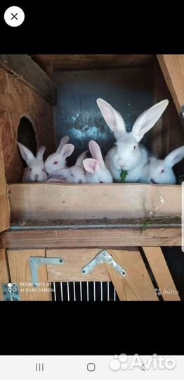 Передержка кроликов