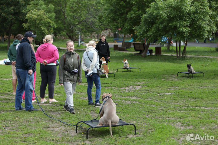 Кинолог для Вашей семьи