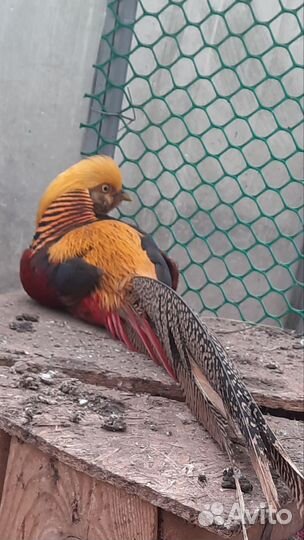 Золотой фазан