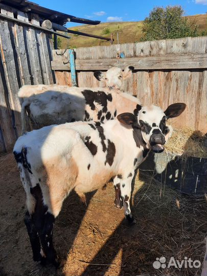 Телочки, бычки, овцы и бараны