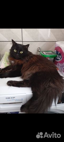 Коты для вязки