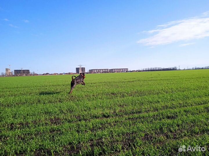 Передержка собак в домашних условиях