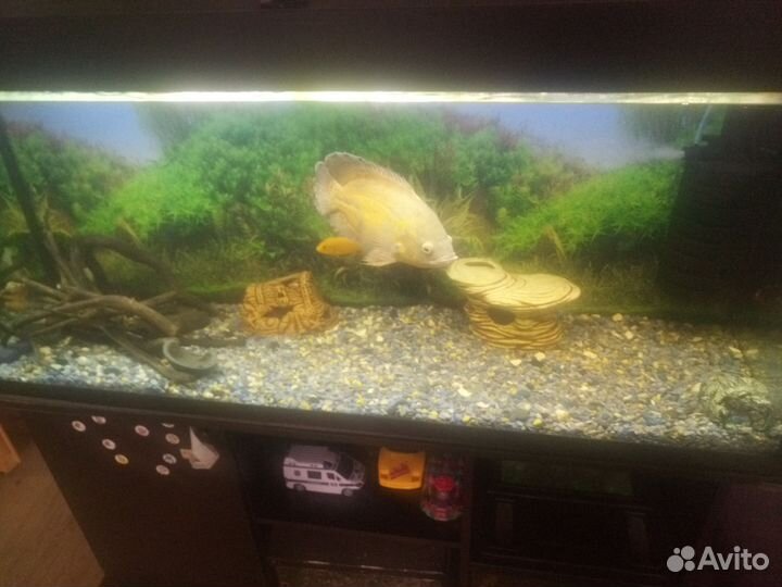 Аквариум