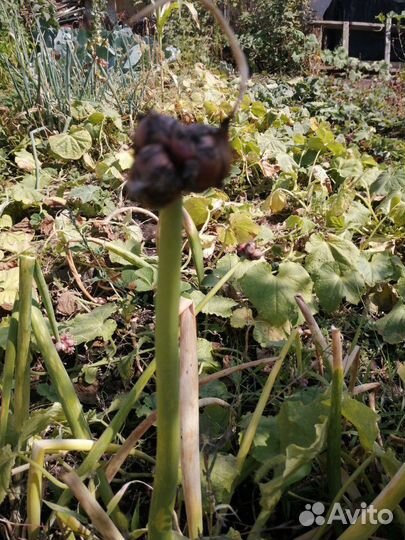 Семена лука многоярусного