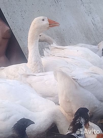 Гуси