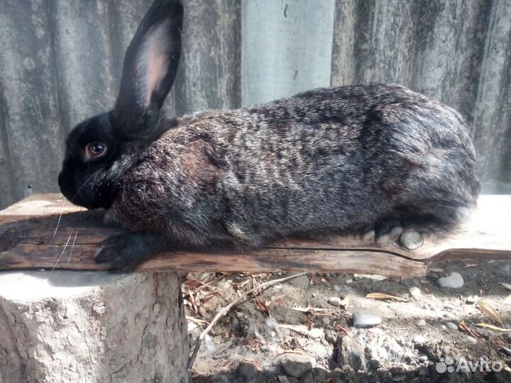 Кролики (самки)