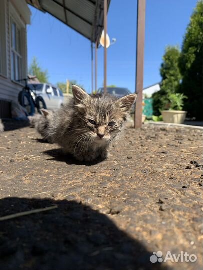 Котята в добрые руки