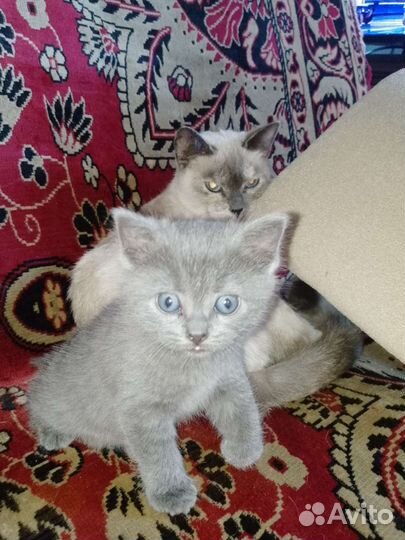 Котёнок от тайской кошки родилась 17.05.23 в 01:30