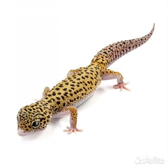 Пятнистый леопардовый эублефар Eclipse exoprima