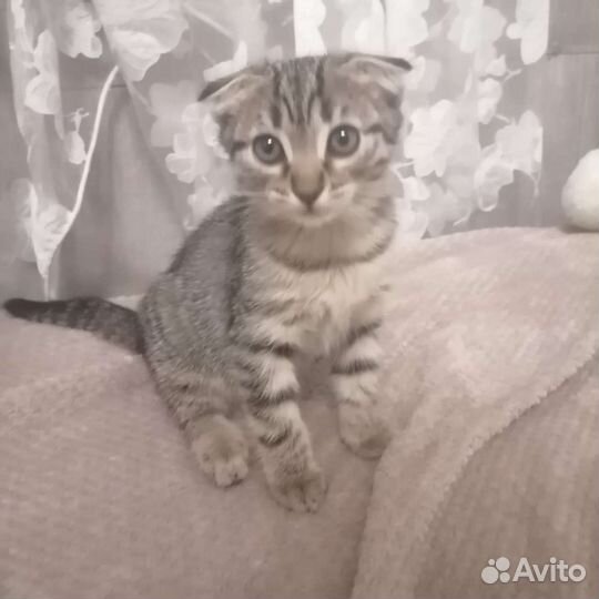 Шотландская вислоухая котята