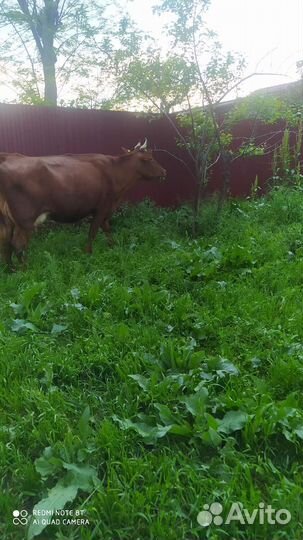 Корова дойная