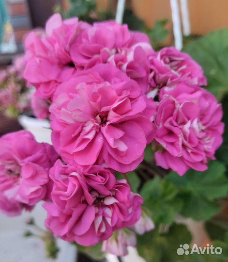 Пеларгония герань