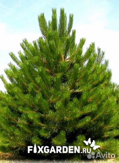 Сосна черная Высота от 150см