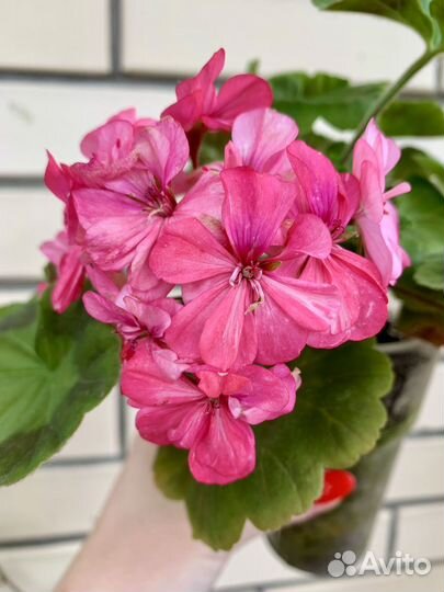 Пеларгония герань